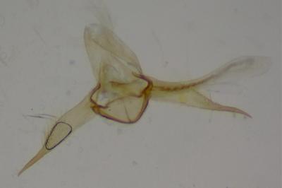 Bucculatrix albedinella