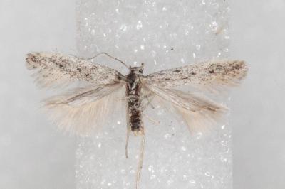 Huemeria campicolella