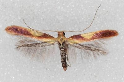 Caloptilia robustella