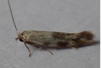 Bucculatrix humiliella