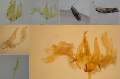 Bucculatrix humiliella