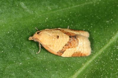 Clepsis consimilana