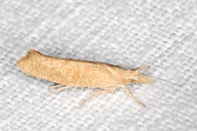 Ypsolopha alpella