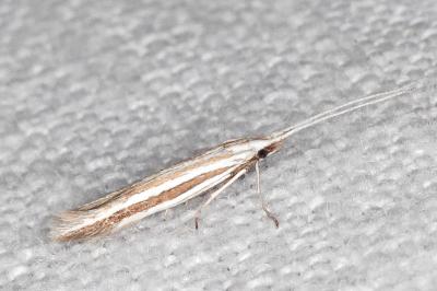 Coleophora bilineella