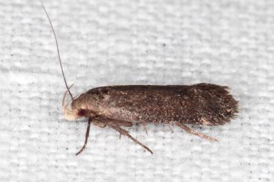 Aproaerema albipalpella