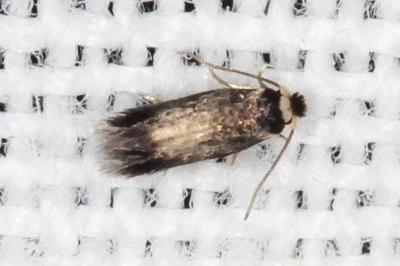 Stigmella ruficapitella