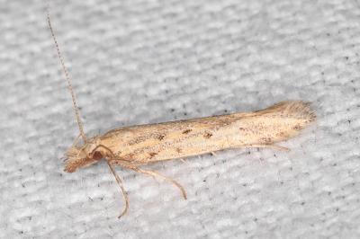Pyncostola bohemiella