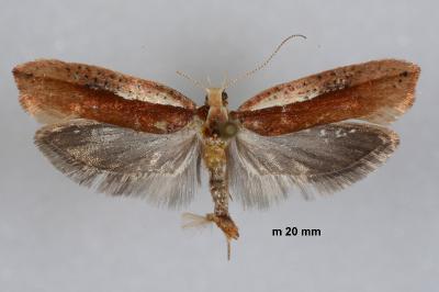 Ypsolopha parenthesella