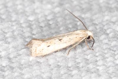 Elachista biatomella