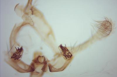 Endothenia ustulana