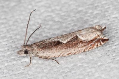 Ancylis geminana