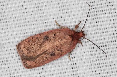 Agonopterix laterella