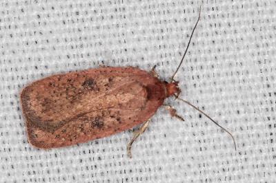 Agonopterix laterella