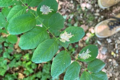 Parectopa robiniella