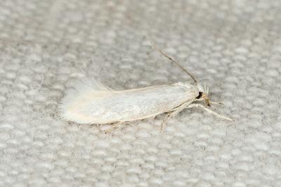 Elachista nuraghella
