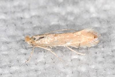 Phyllonorycter delitella