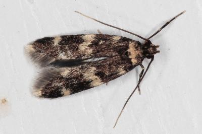 Oegoconia quadripuncta