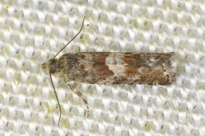 Epinotia pygmaeana