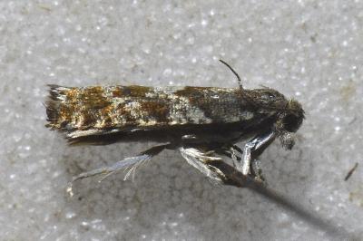 Epinotia pygmaeana