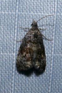 Endothenia pullana