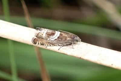 Grapholita jungiella