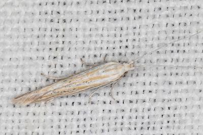Coleophora galbulipennella