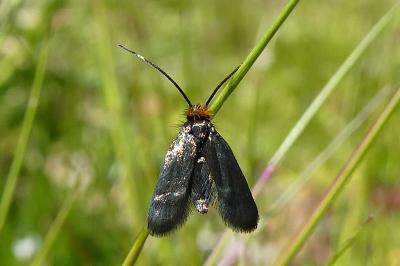 Cauchas rufifrontella
