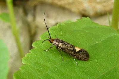 Esperia sulphurella