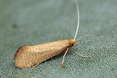 Nematopogon swammerdamella