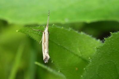 Plutella porrectella