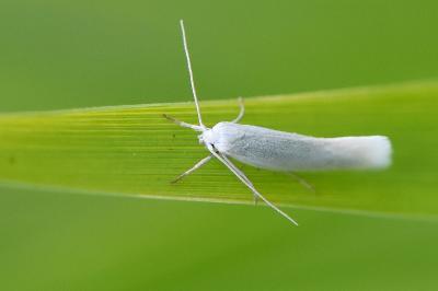 Elachista argentella