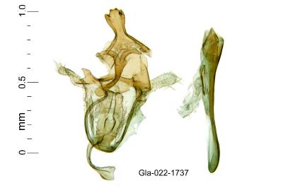 Alucita palodactyla