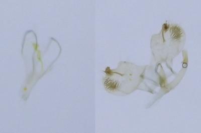 Phyllonorycter delitella