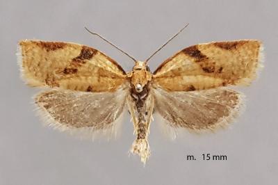 Clepsis consimilana