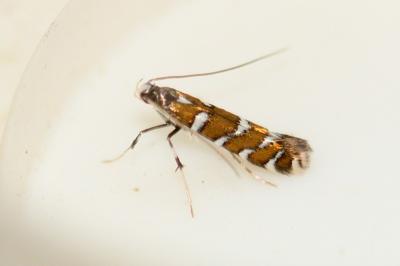 Dialectica imperialella
