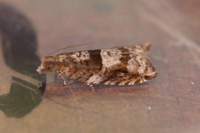 Rhopobota naevana