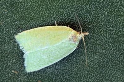 Tortrix viridana