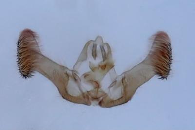 Eucosma albuneana