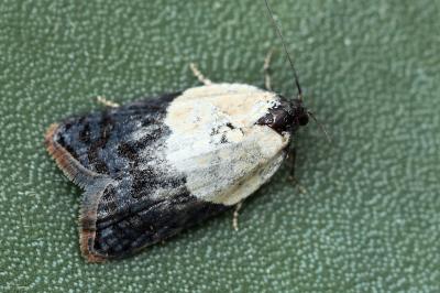 Acleris variegana