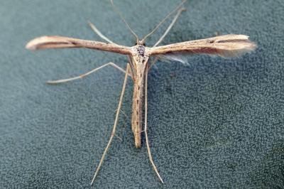 Emmelina monodactyla