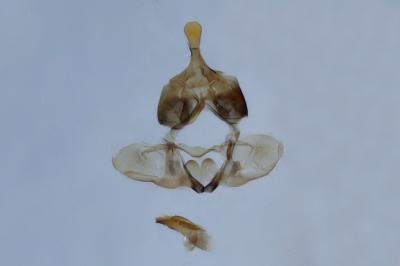 Zelotherses unitana