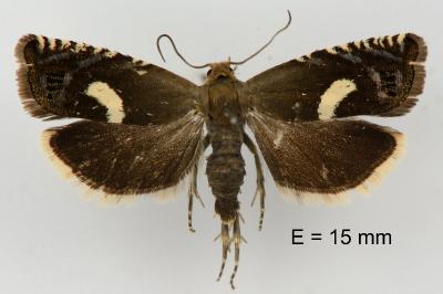 Grapholita orobana