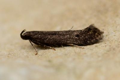 Monochroa lutulentella