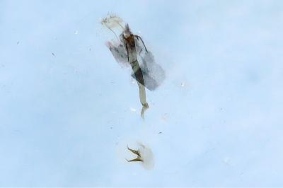 Platyptilia calodactyla