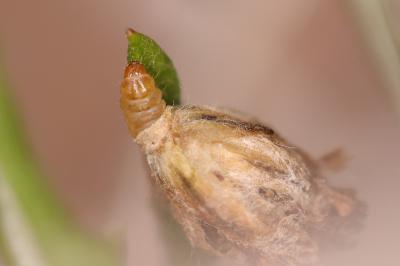 Coleophora artemisicolella