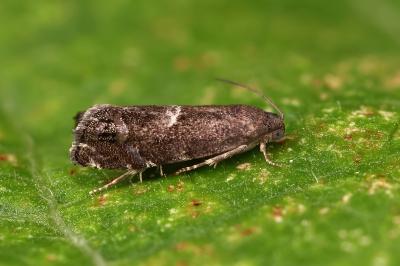 Cydia coniferana