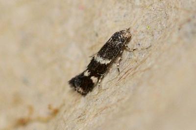 Elachista consortella