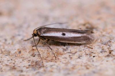 Parahyponomeuta egregiella