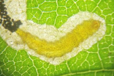 Stigmella aurella