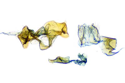Mondeguina atlanticella